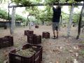 Trabajos de vendimia en una explotación de O Salnés