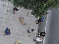 El animal tras precipitarse del piso