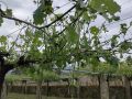 Unións Agrarias reclama ayudas por los daños que el granizo del martes dejó en los viñedos de la comarca Hojas de vid afectadas por la tormenta del pasado martes
