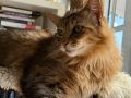 El gato Leo