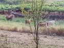 Vacas mostrencas causan daños en propiedades privadas de aldeas de las parroquias de Lampón y Boiro