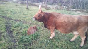 El ideal gallego