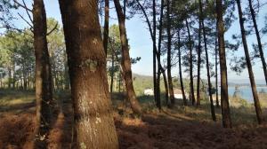 El ideal gallego