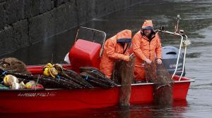 Pesca de lamprea en el río ulla, en Pontecesures