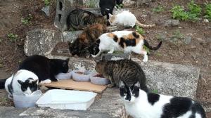 Algunos de los felinos cuidados por la asociación