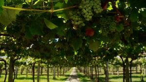 Un viñedo, en la comarca de O Salnés