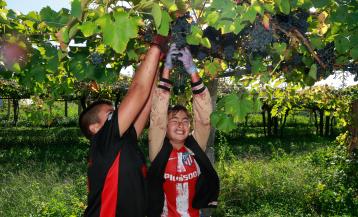 Los más jóvenes se convirtieron en protagonistas en el concurso de vendimia