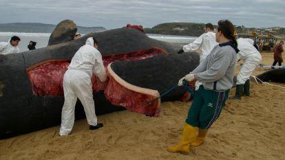 Aparece el cadaver de un cachalote en la playa de Motalvo Sanxenxo