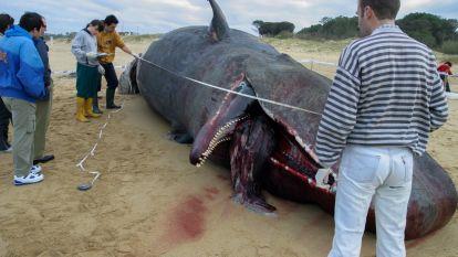 Aparece el cadaver de un cachalote en la playa de Motalvo Sanxenxo