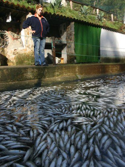 Peces muertos por la ceniza de los incendios en Boiro