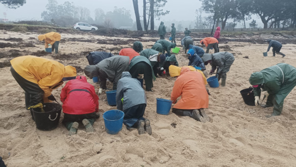 Las cofradías de Vilanova y A Illa retiran centenares de kilos de marisco muerto