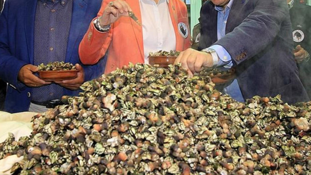 Los percebes de Aguiño