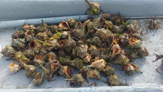 Especies invasoras retiradas de las aguas de O Grove