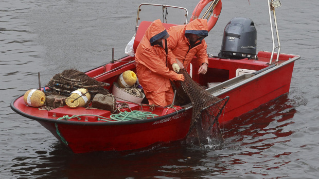 Valeiros capturando lamprea en el río Ulla, en Pontecesures