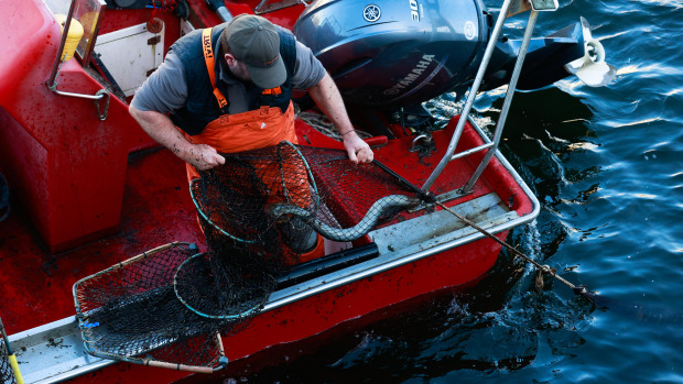 Un valeiro de Pontecesures recogiendo las nasas en el puerto