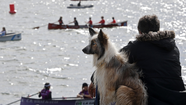 Los perros pueden sufrir hasta crisis de ansiedad y miedo 