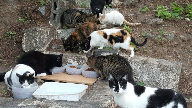 Una colonia de gatos de O Grove
