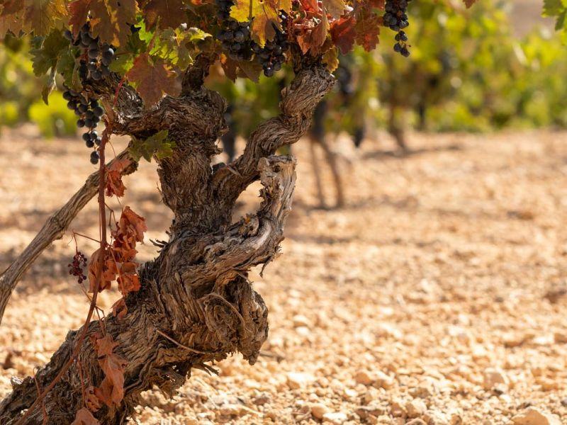 Bodegas La Celestina 20