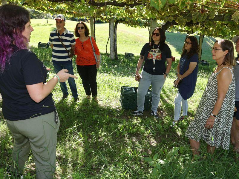 Vendimia pazo baión condes de albarei visitantes enoturismo
