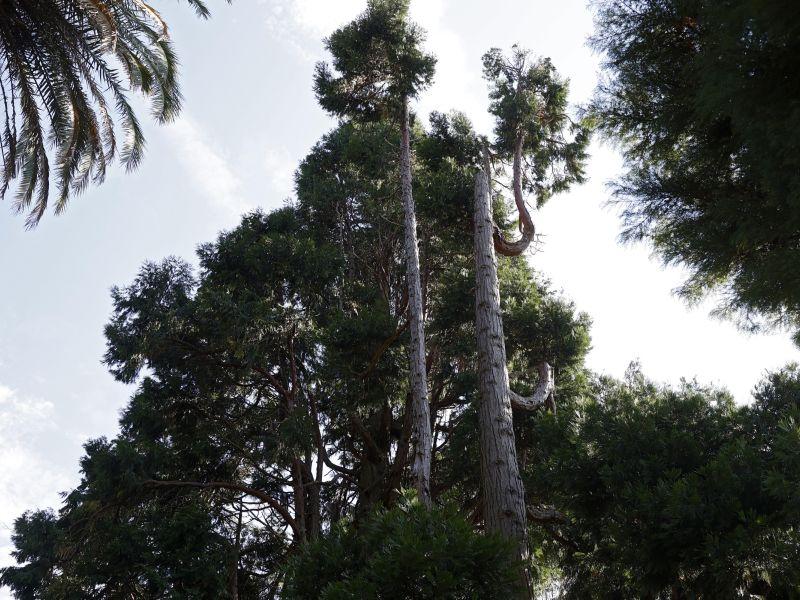 Calocedro rubiáns árbol catálogo senlleiras