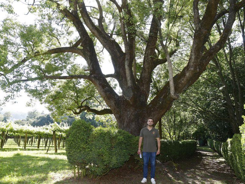 Alcanforero pazo rubiáns árbores senlleiras catálogo