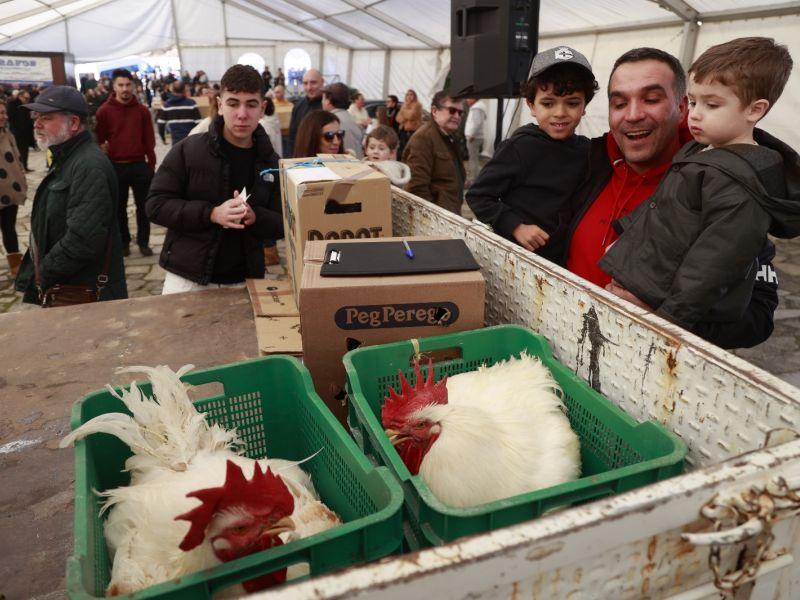 Subasta modia gallinas