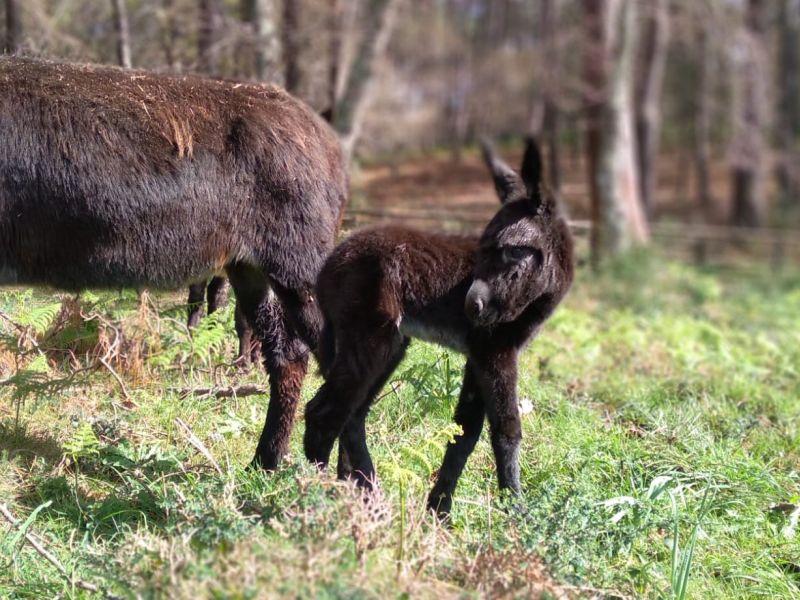 Burro a toxa (1)