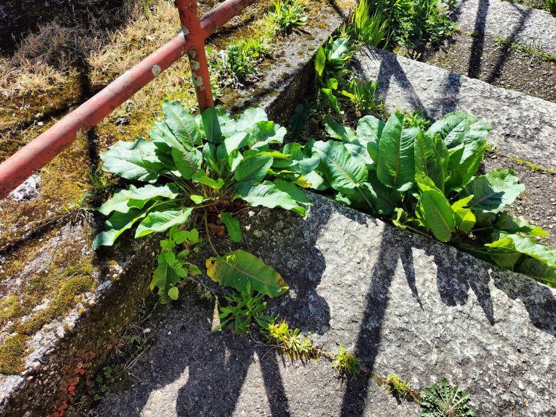 Plantas escaleras dos
