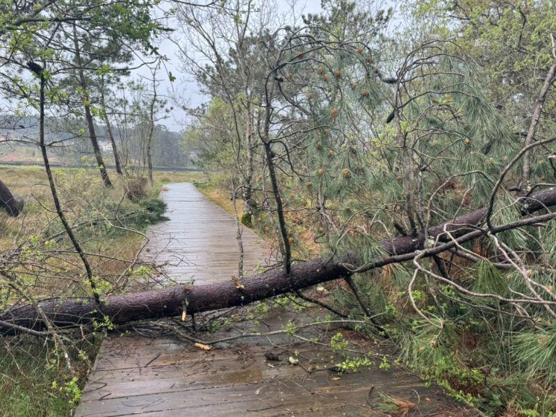 Paseo fluvial catoira arbol
