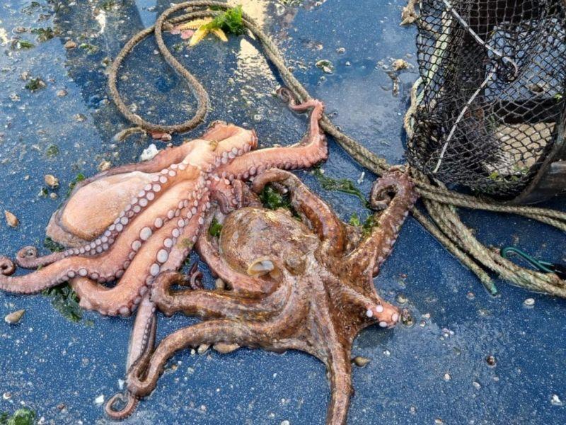 DECOMISO NASAS PULPO 3