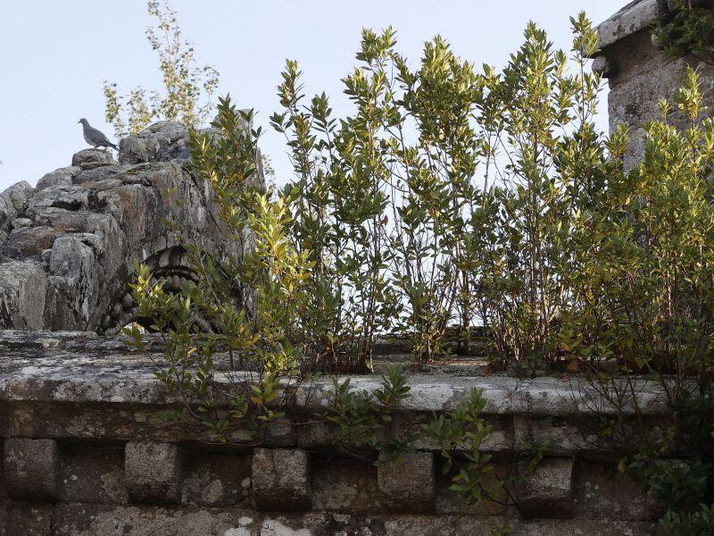 Laureles ruinas santa mariña cambados