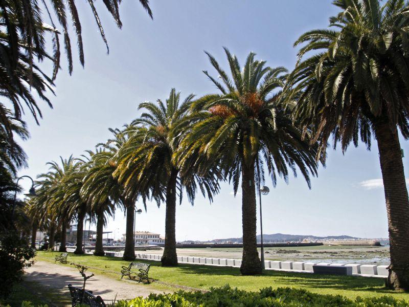 Palmeras cambados