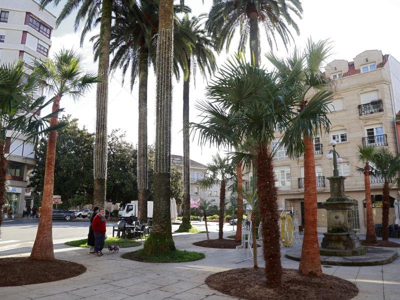 Nuevas palmeras caldas de reis