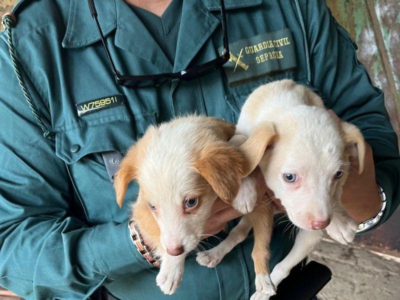 Perros rescate casa cambados