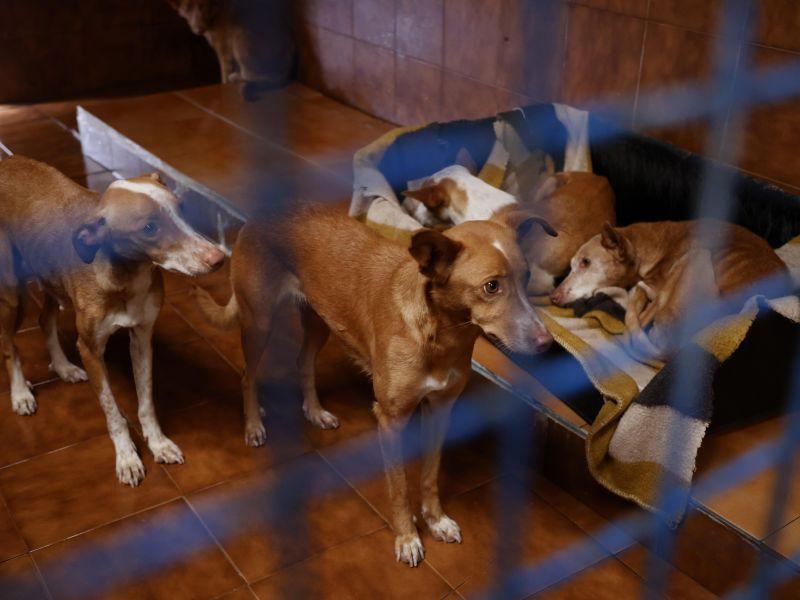 Perros rescate cambados casa síndrome noé refugio seprona guardia civil