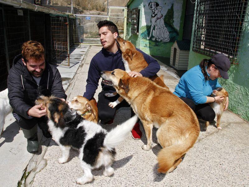 Perros refugio de cambados