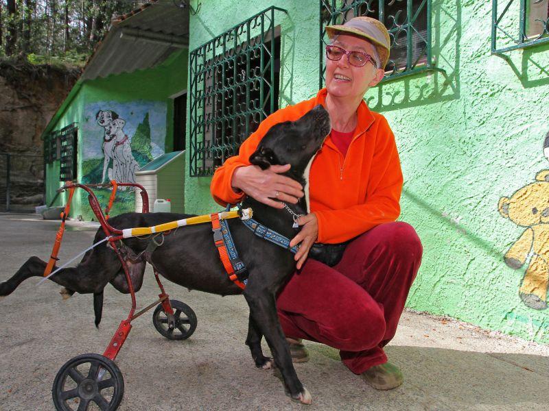 Tinta perro refugio cambados