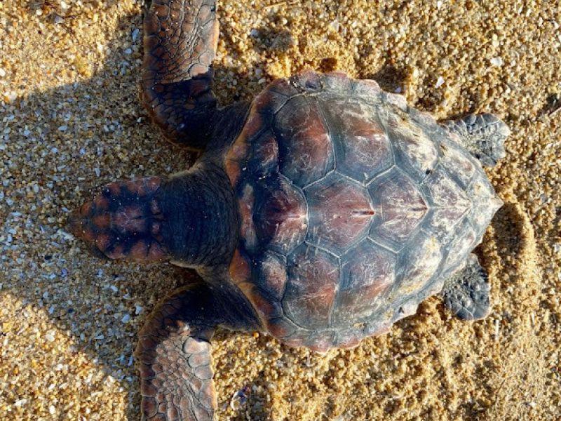 Tortuga a lanzada