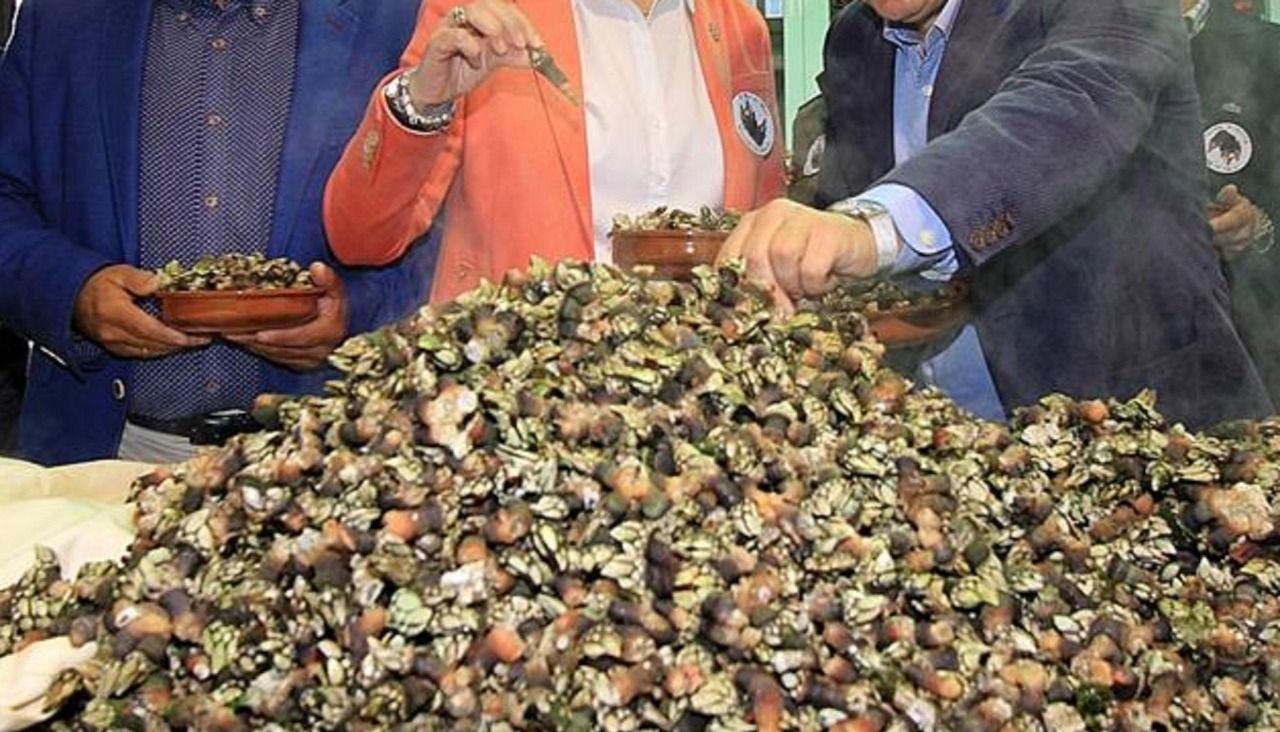 Los percebes de Aguiño