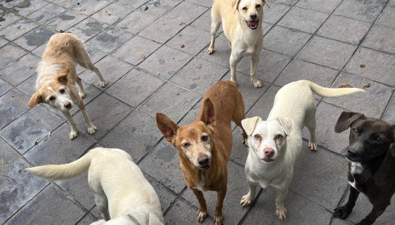 Perros en el refugio de la Asociación Protectora de Vilagarcía