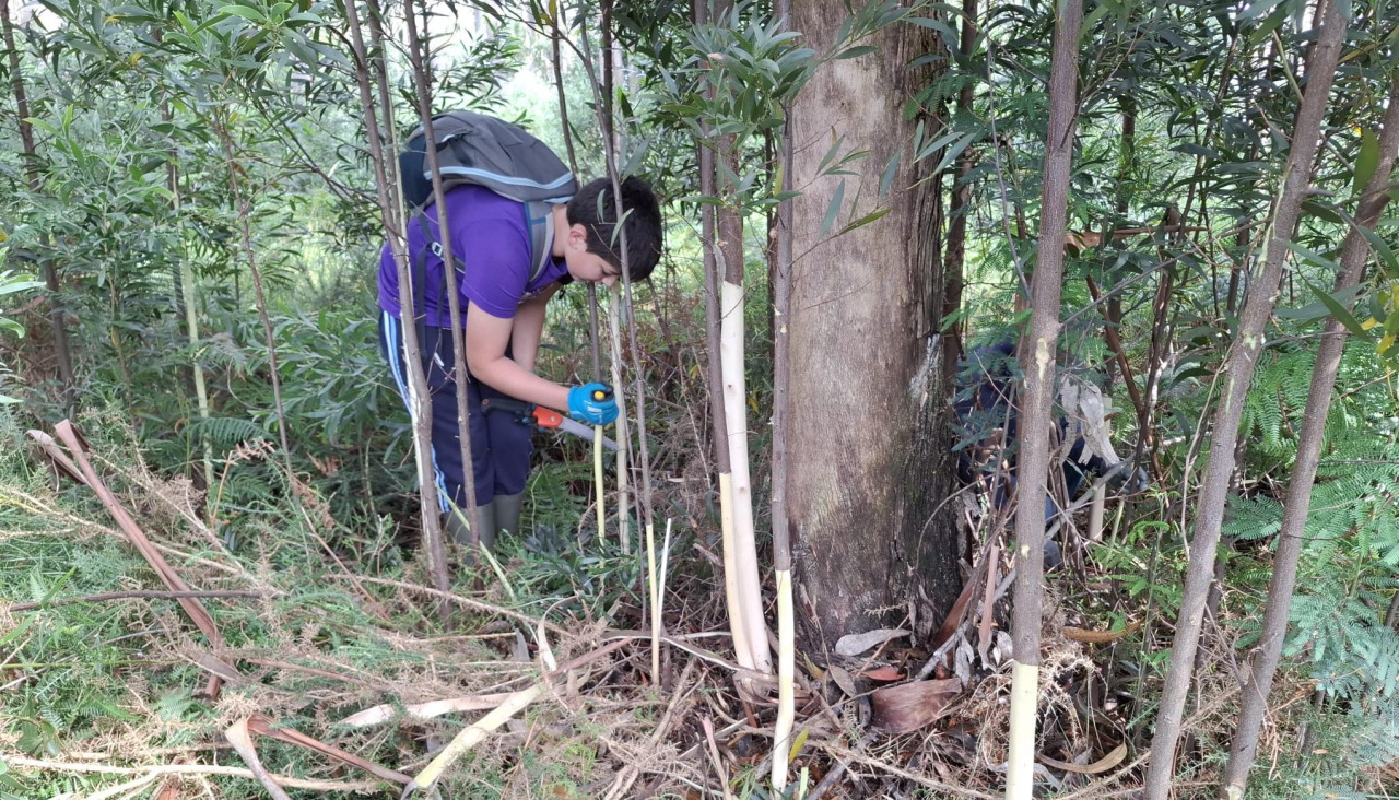 Las acciones de voluntariado impulsadas por el Laboratorio Ecosocial do Barbanza permitieron la eliminación de gran cantidad de especies invasoras