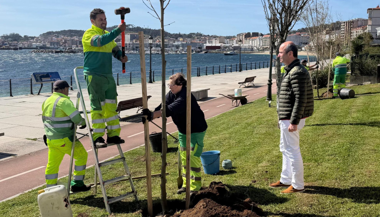 La brigada municipal de Xardinería de Ribeira acomete la plantación de 23 ejemplares de plataneros, palmitos, tuliperos y árboles de otras especies