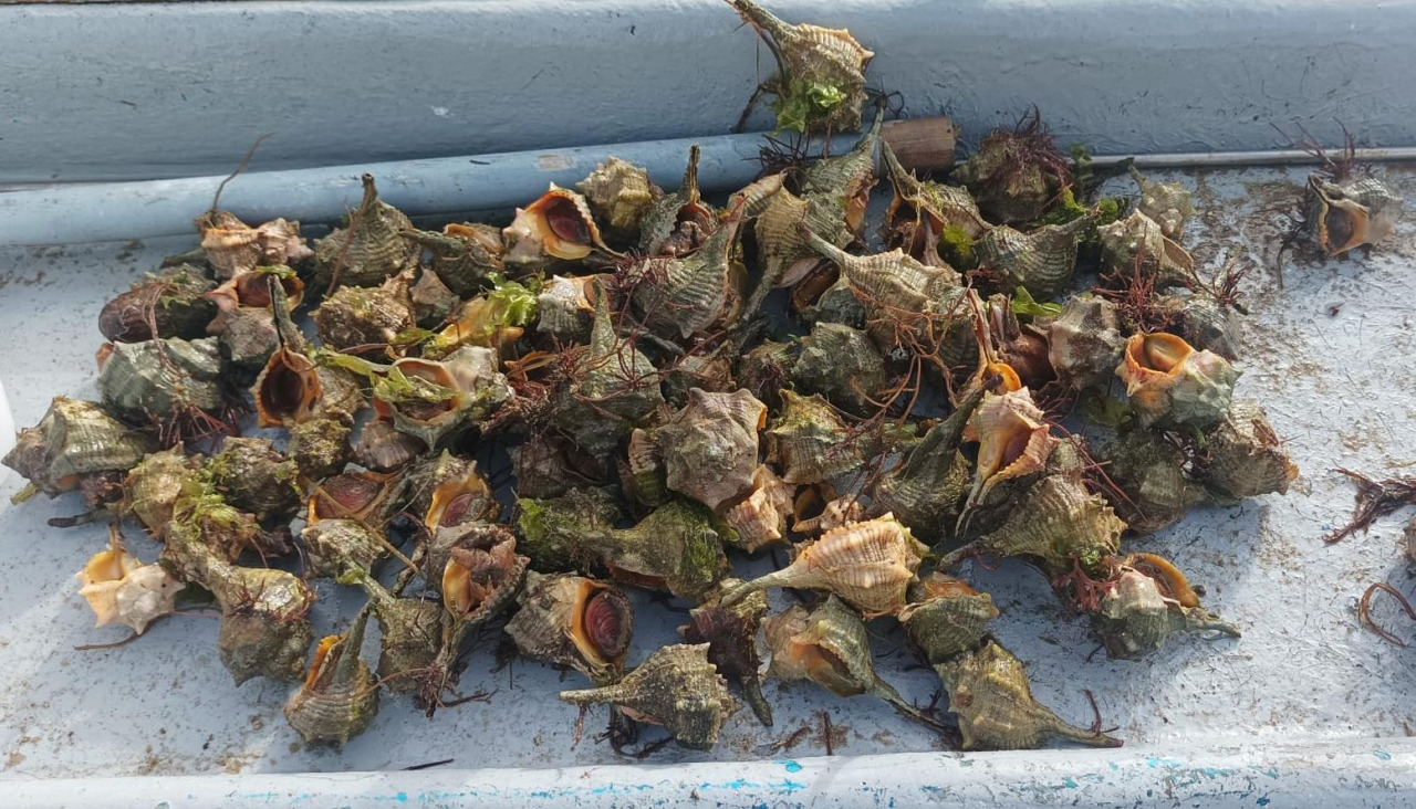 Especies invasoras retiradas de las aguas de O Grove
