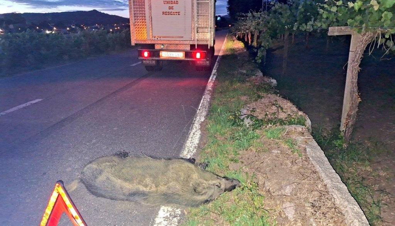 Accidente Oubiña jabalí