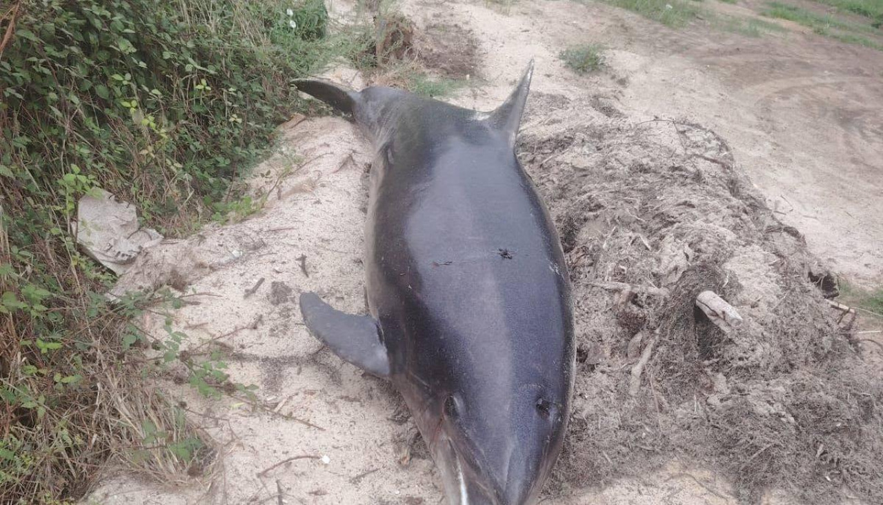 Hallan en el polígono de Nantes, en Sanxenxo, el cuerpo de un arroaz sin vida
