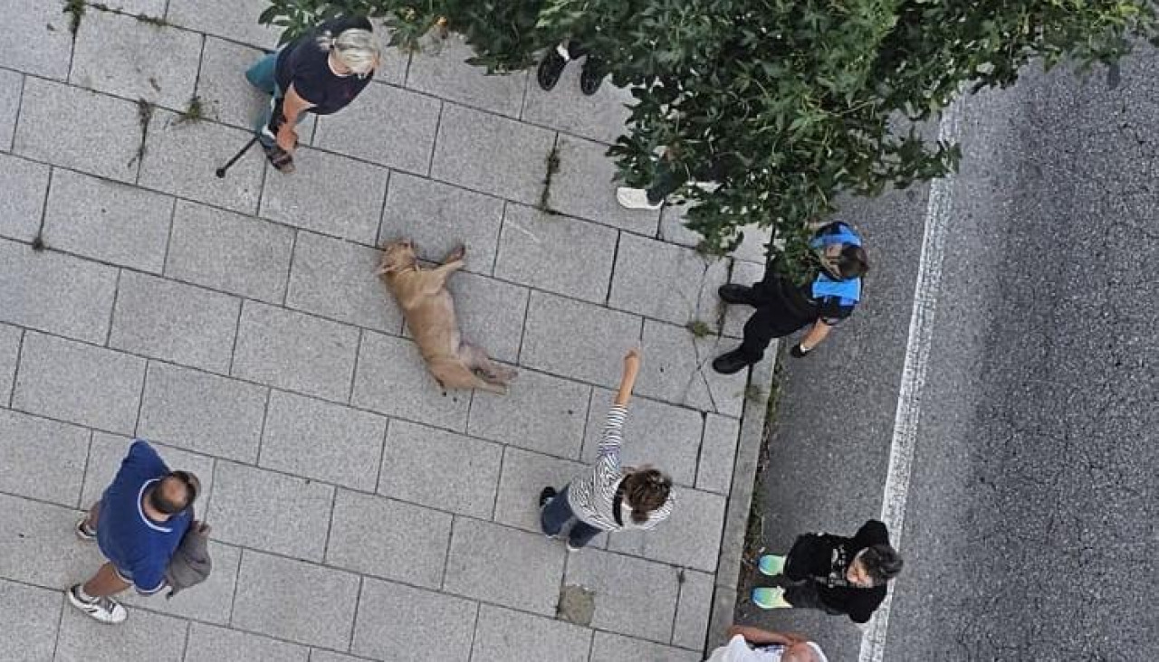 El animal tras precipitarse del piso