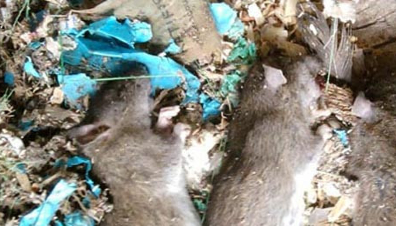 Una plaga de ratas obliga a los vecinos de Vilaxoán a “armarse” de ...