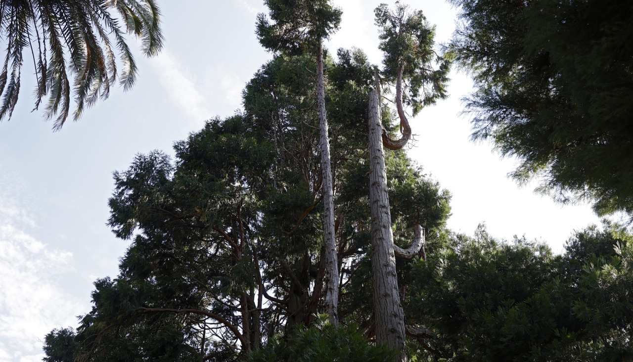 Calocedro rubiáns árbol catálogo senlleiras