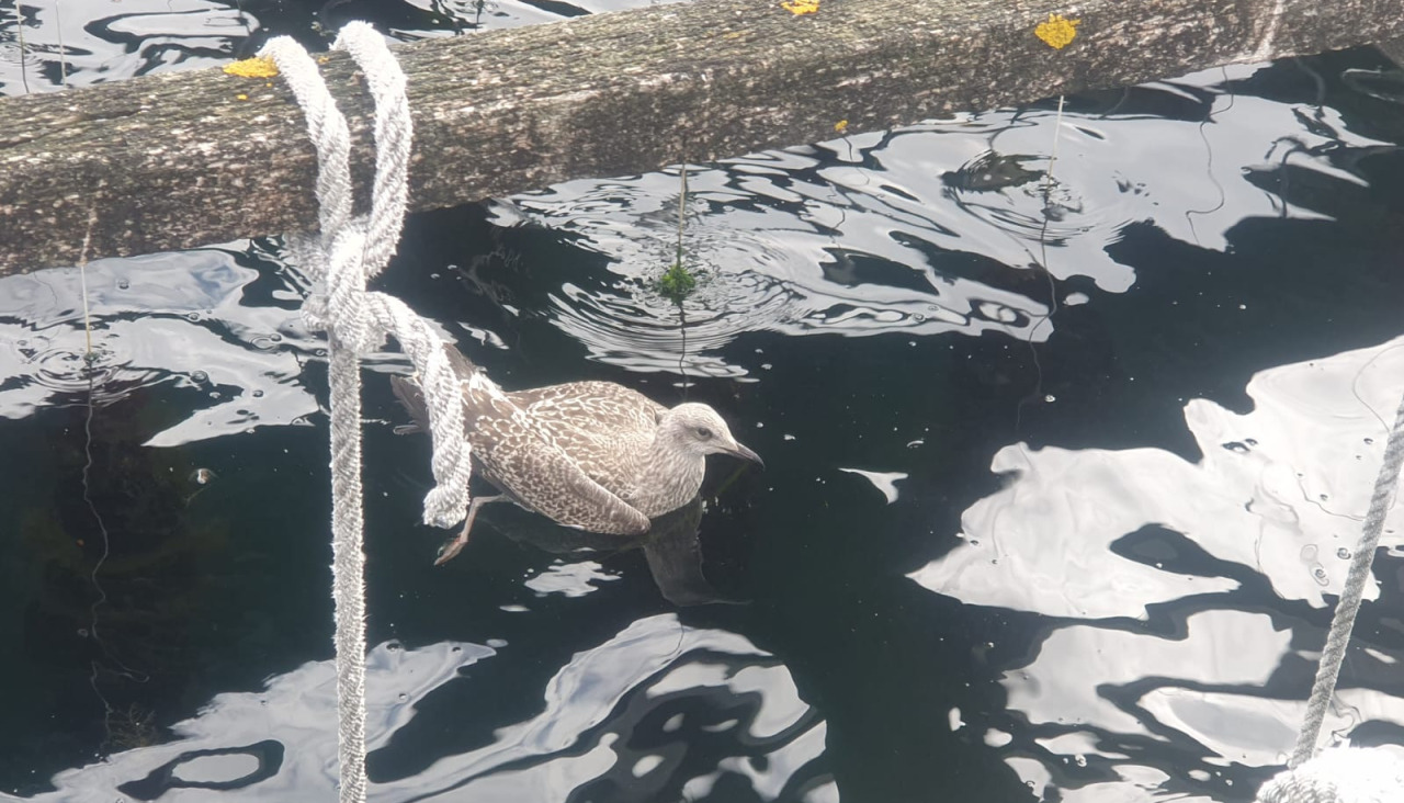 Gaviota atrapada