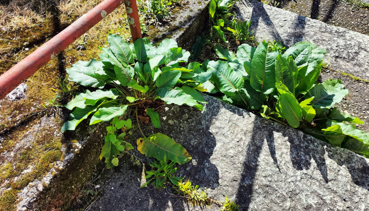 Plantas escaleras dos